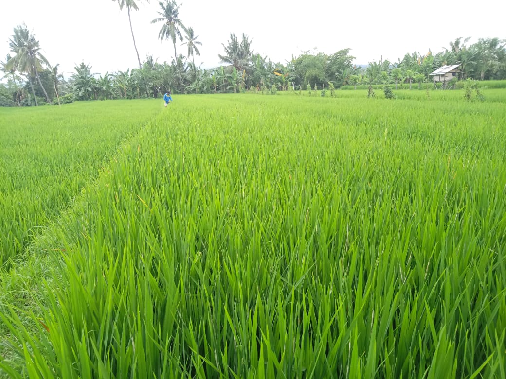 Potensi Pertanian Padi